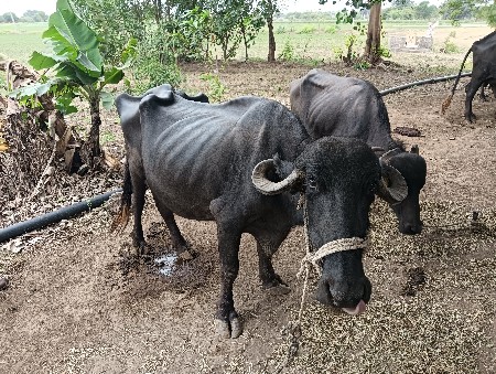 ભેંસ વેચવાની છે