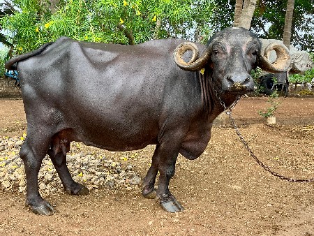 ભેંસ બેસવાની સે