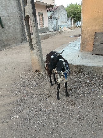 એક બકરી છે