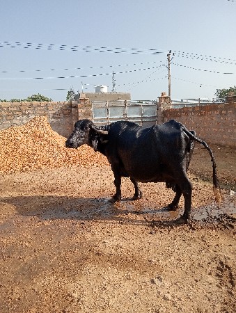 ભેંસ વેચવાની છે