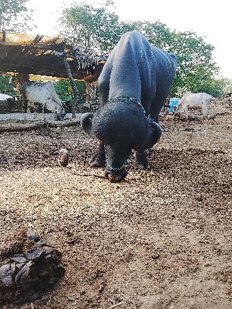 પાડો વેચવાનો છે
