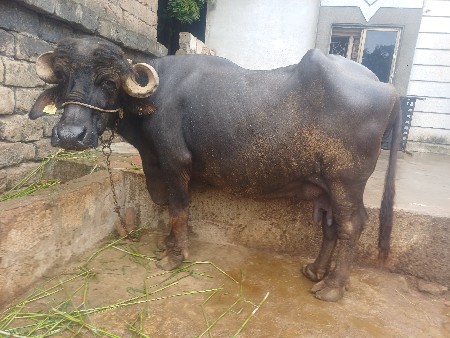 બંને આપી દેવાની છે