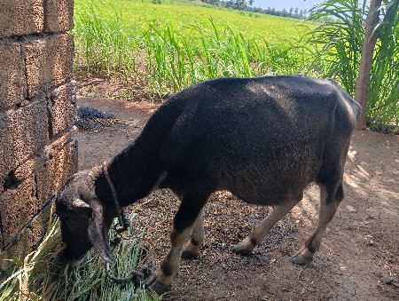 બે વર્ષનો પાડો