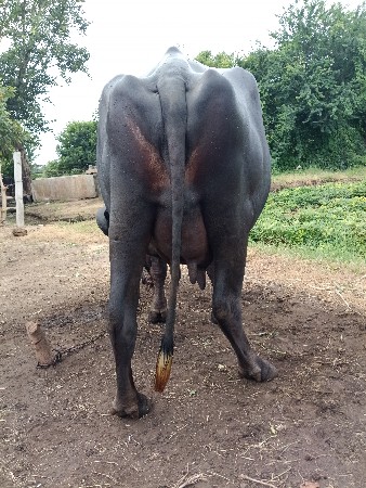 ભેંશ વેચવા ની છે