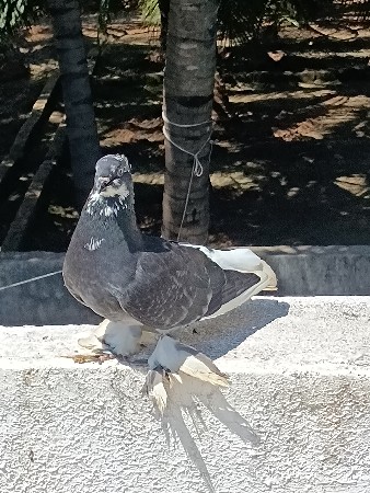 નર વેચવાનો છે
