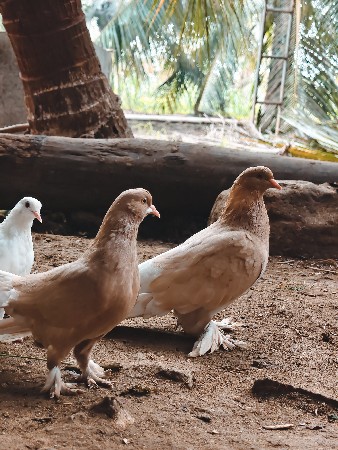 કબુતર