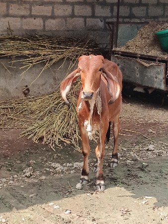 ઓળખી વેચવાની છે