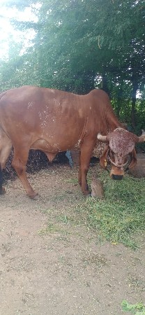 વેતર માટે ગાય