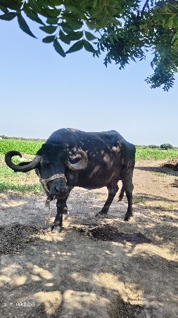 ભેંસ વેચવાની છે