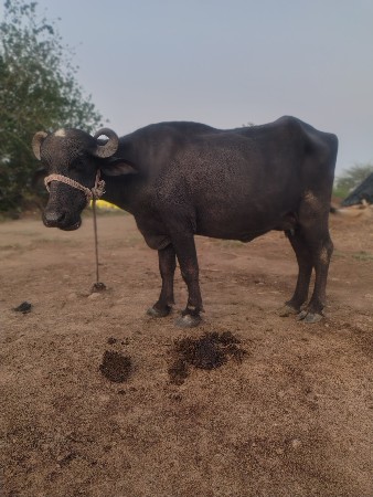 ખડેલુ વેચવાનું છે