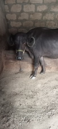 ભેંસ વેચવાની