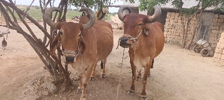 બળદ વેચવાના છે