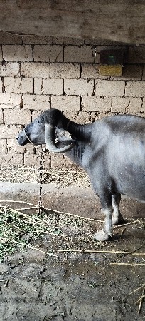 ભેસ વેચવાની સે