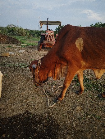 ગાયુ વેચવાની છે