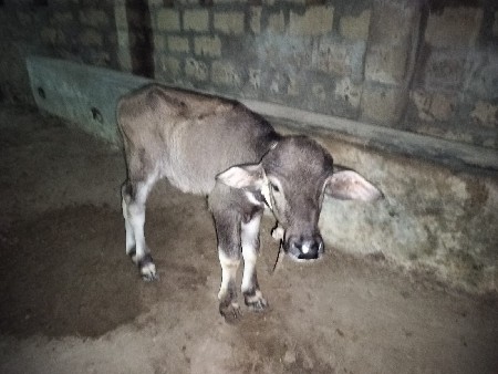 પાડો અને પાડી