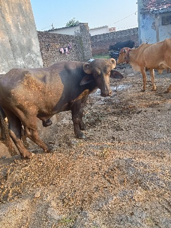 પેલો વાળો