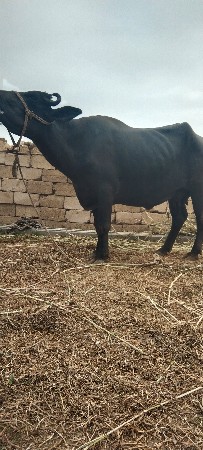 આ ભેંસ વેચવાની છે