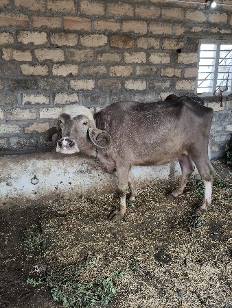 કેતનભાઈ