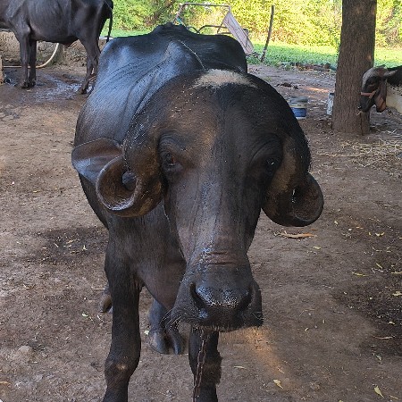 ખળેલી વેચવાની છે
