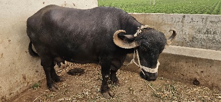 ભેંસ વેચવાની છે