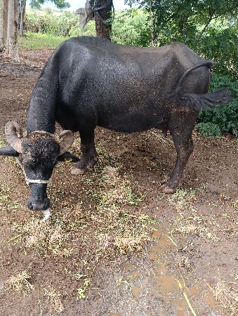ભેંસ વેચવાની છે