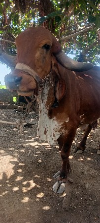 ગાયત્રી માં દેવાની છે જે લોકો સાચ