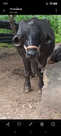ભેંસ વેચવાની છે