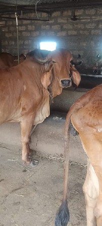 યોરીજલ ગીર ગાય વેસવાની છે