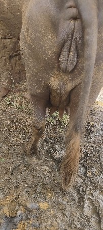 વેચવા ની છે