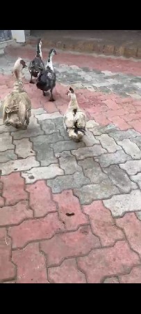 husky duck