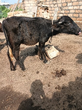 પાડી વેચવા ની છે