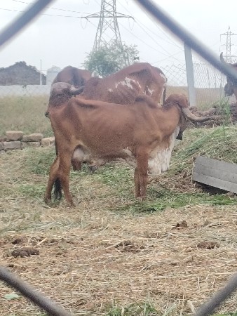 ગીર ગાય વેચવાની છે બીજું વેતર
