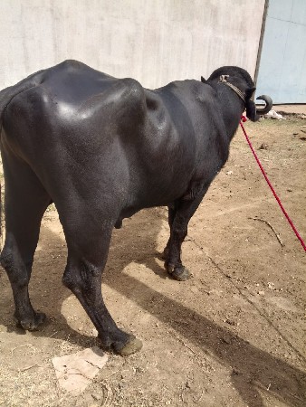 પાડો વેંચવાનો છે