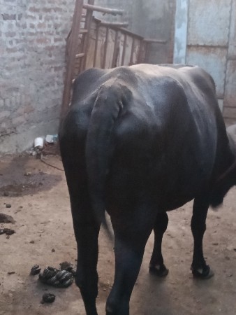 1 મહીના ની વાર છે વેચવા ની છે