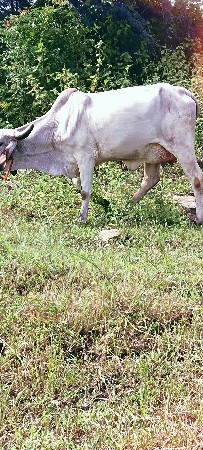 હોડકી વેચવાની છે