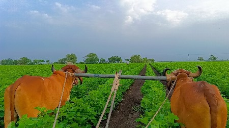 બડઘ વેસવાના સે સાવ સોજા