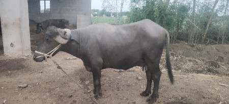 1 વેતર