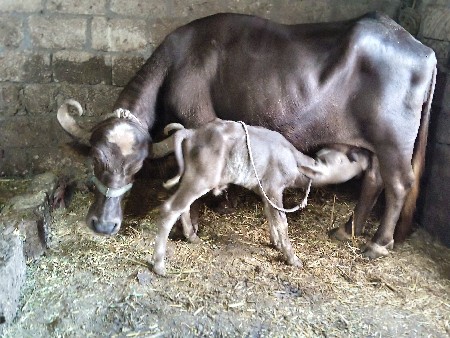 આ બેય ભેંસ વેસવાની સે
