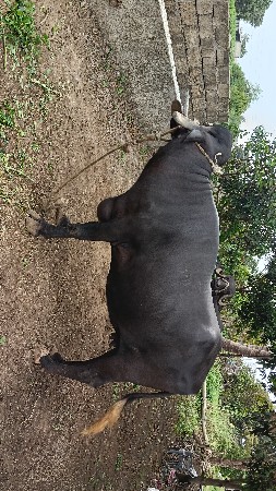 3જુ વેતર