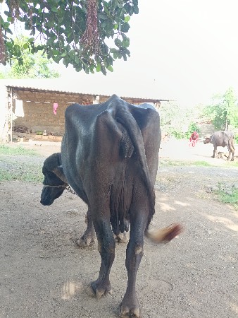 ભેંસ વેચવાની છે