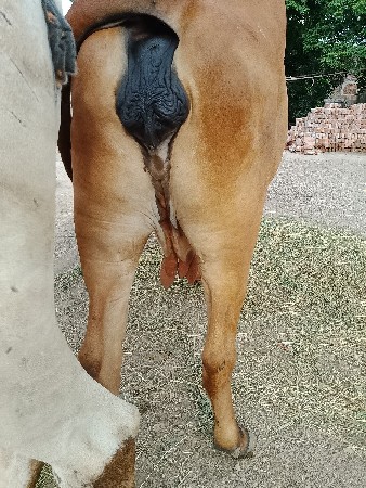 ગાયવેસવાનીછે