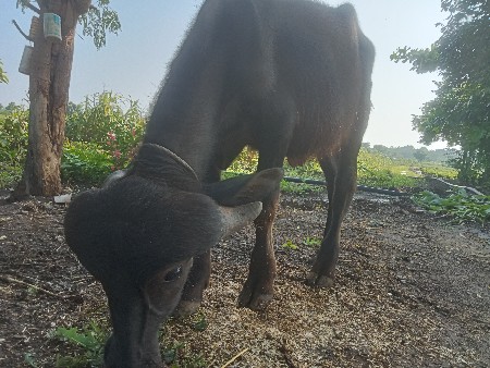 આ પાડો વેસવાનો સે