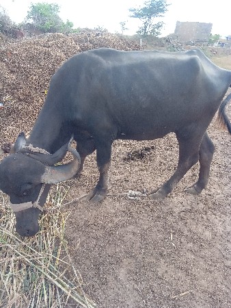 ખડેલી વેચવાની છે