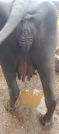 ભેંસ વેચવાની છે