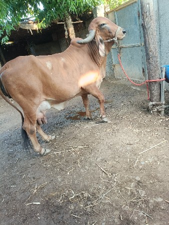 ગીર ગાય વેચવાની