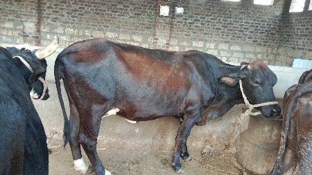 બીજા વેતરની હોડકી વેચવાની છે
