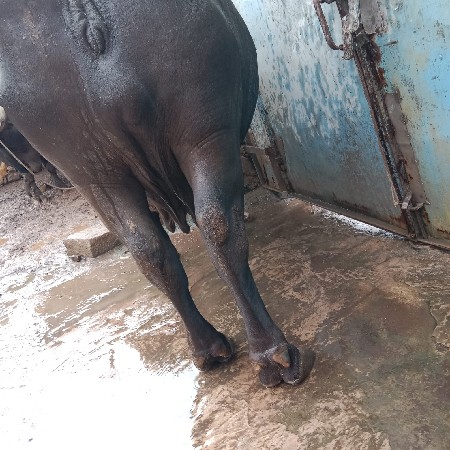 ભેંસ વેચવાની છે