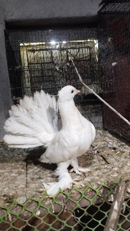 કબુતર દેવાના છે