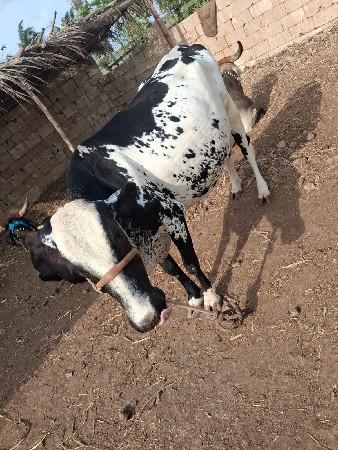 વૅસવાનીસૅ