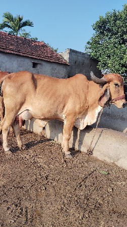 ગીરગાય 
બીજું વેતર